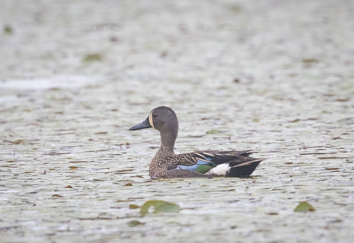 Blue-winged Teal - ML164325751