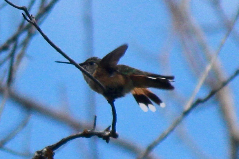 Broad-tailed Hummingbird - Ken Wade