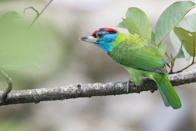 Blue-throated Barbet undergoing Definitive Prebasic Molt (subspecies <em class="SciName notranslate">asiaticus</em>). - Blue-throated Barbet - 