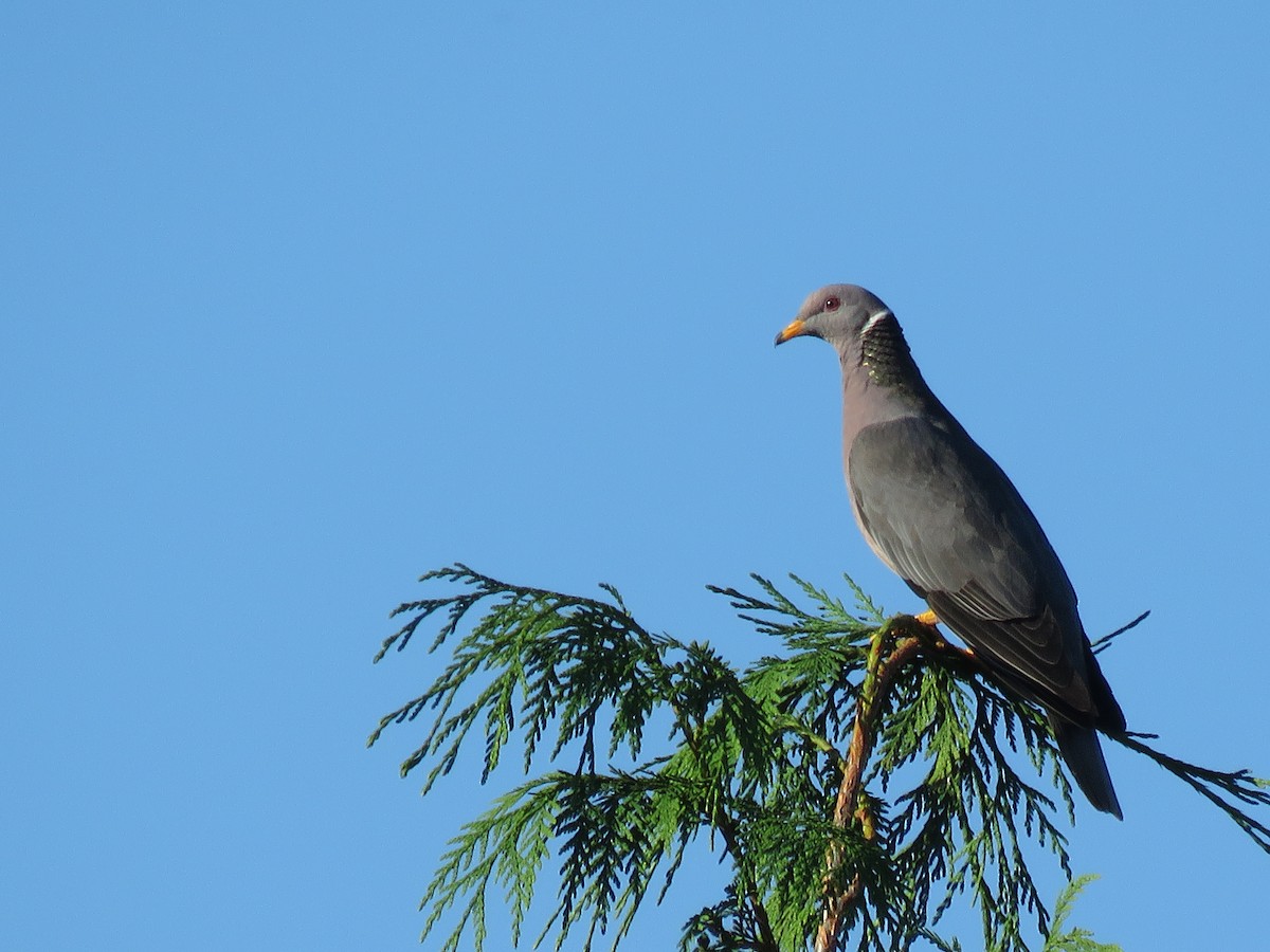 Band-tailed Pigeon - Kai Frueh