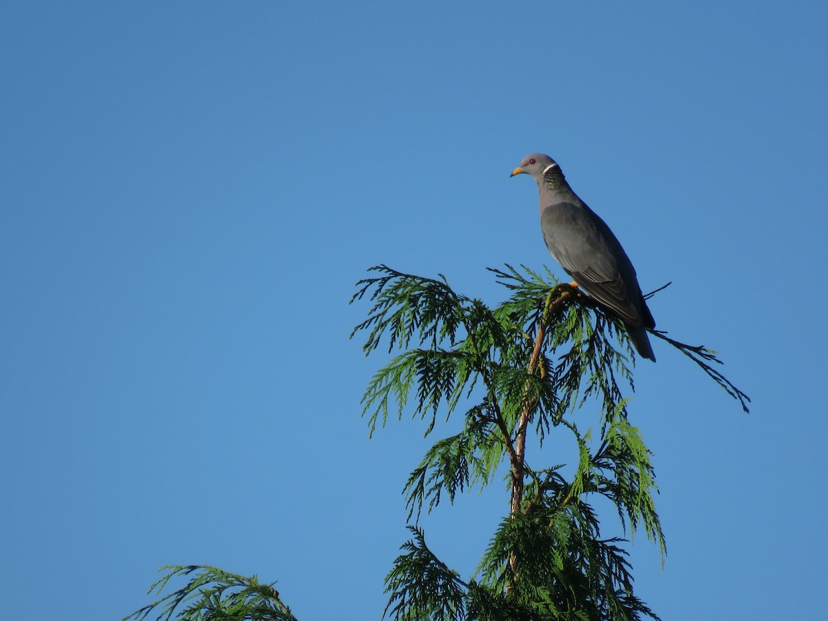 Band-tailed Pigeon - ML164350401