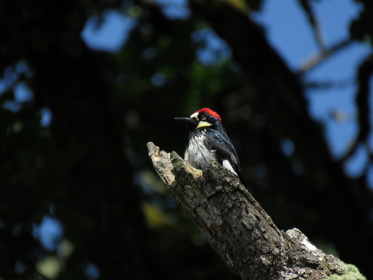 Acorn Woodpecker - ML164351431