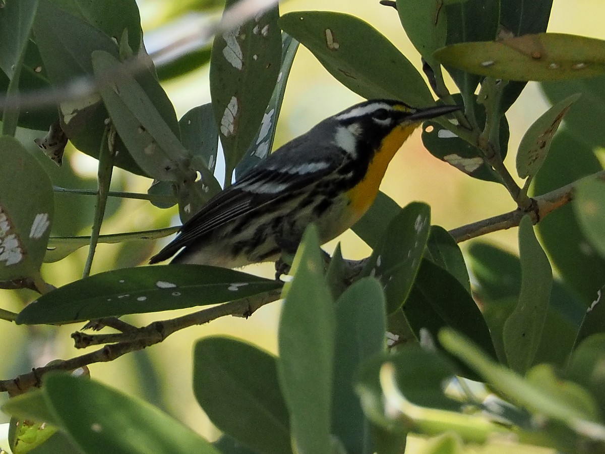 Yellow-throated Warbler - Bryan Lanning