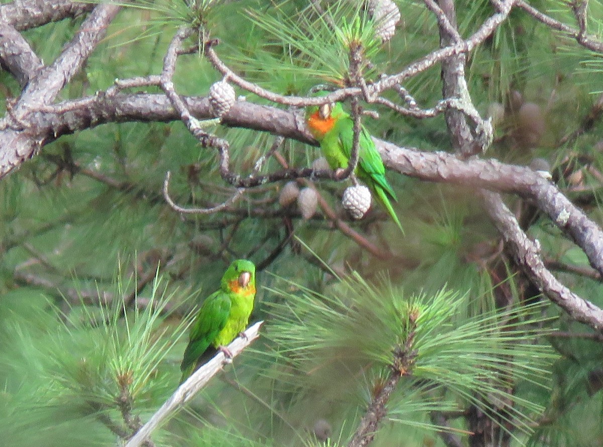 Green Parakeet (Red-throated) - ML164352461