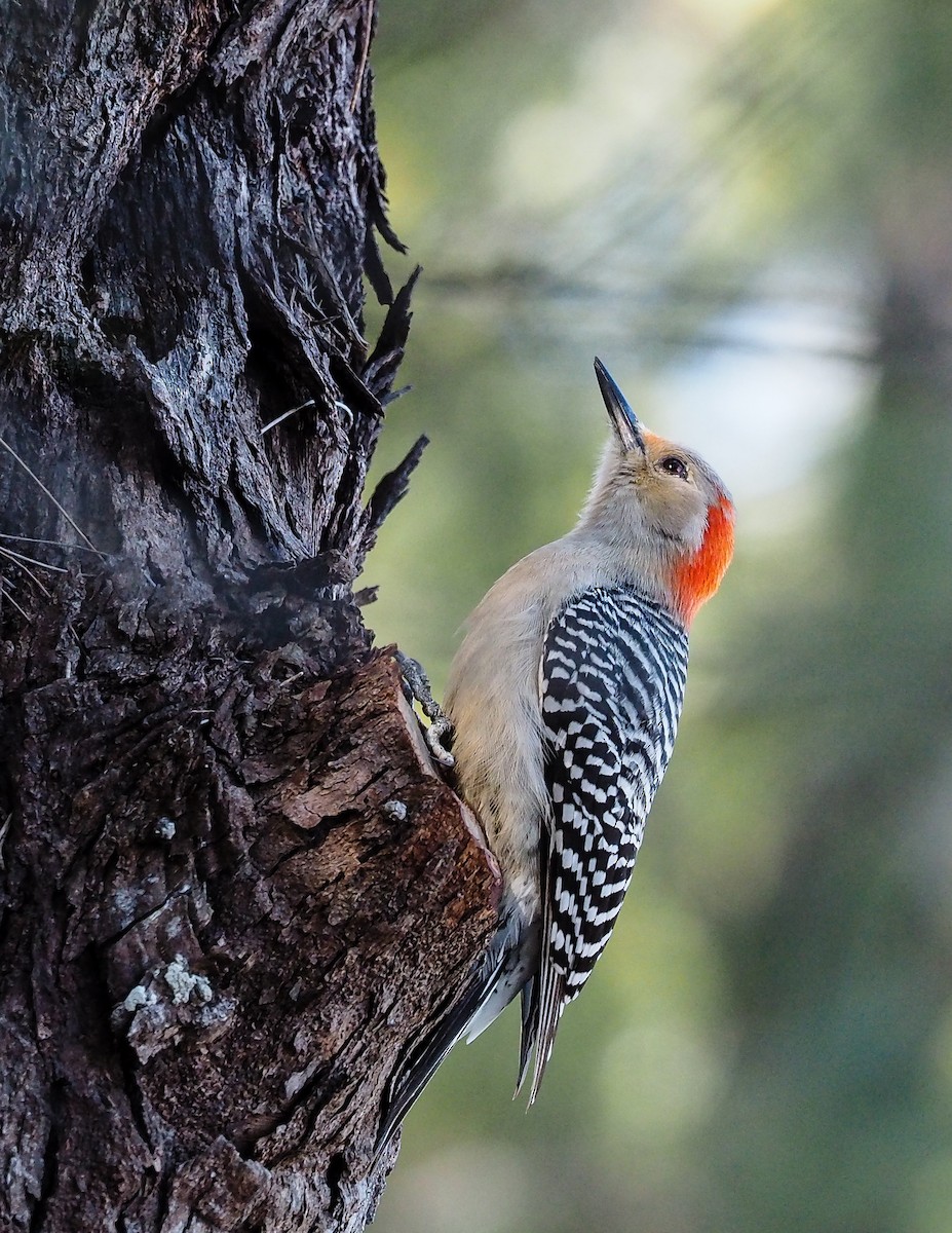 Red-bellied Woodpecker - ML164352791