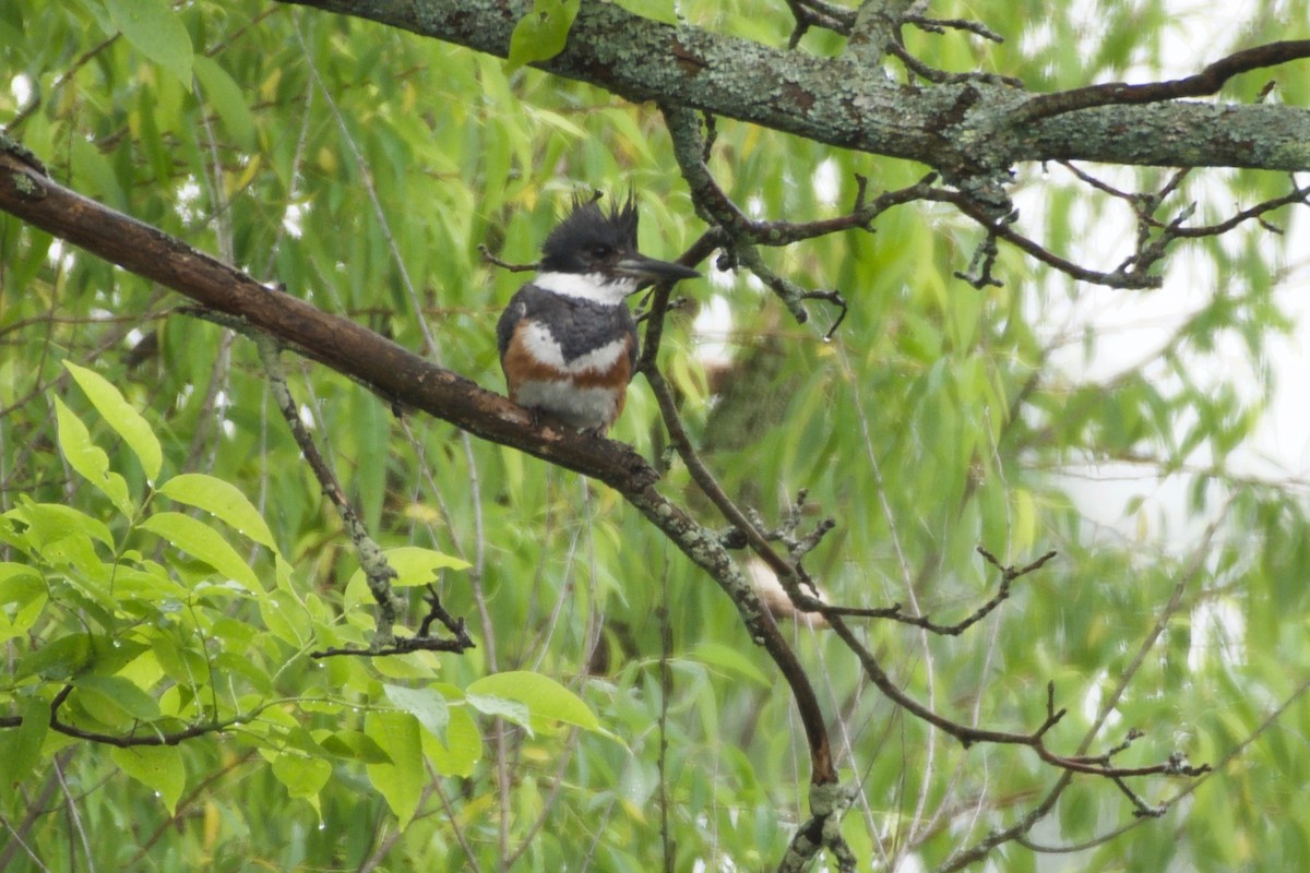 Belted Kingfisher - ML164356241