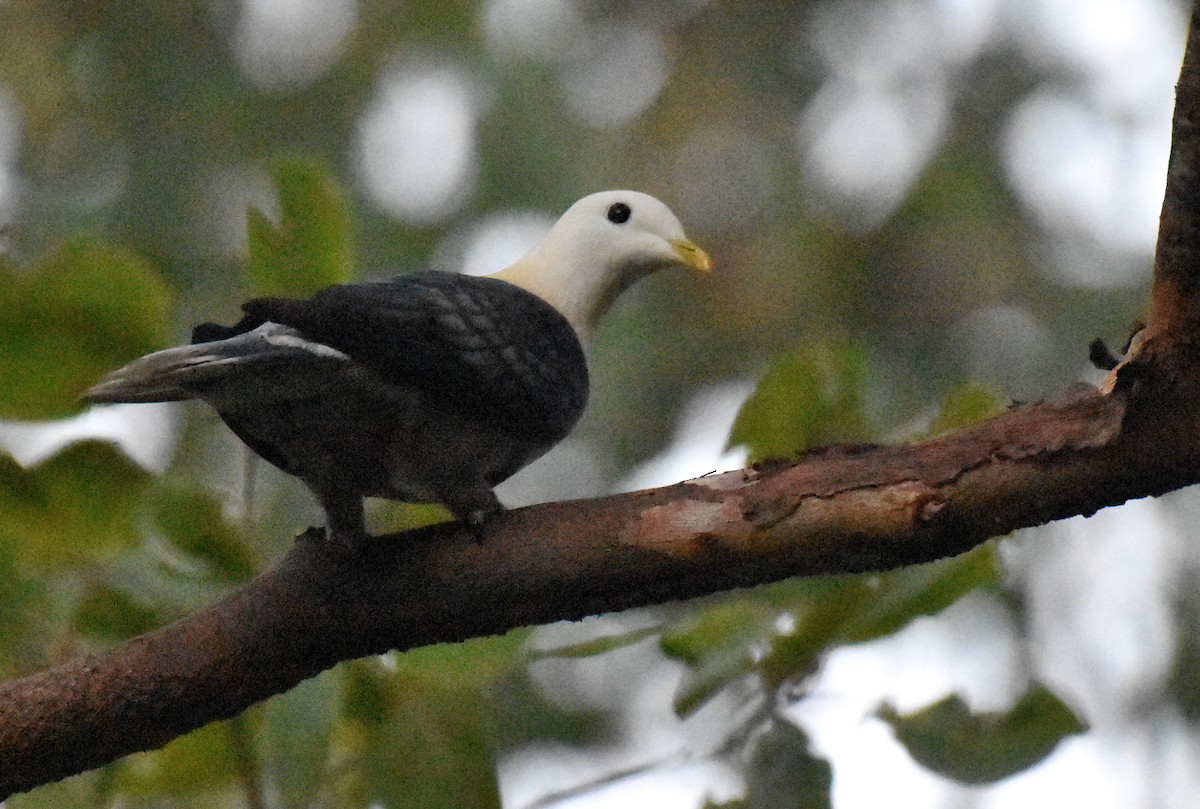 Black-banded Fruit-Dove - ML164363081