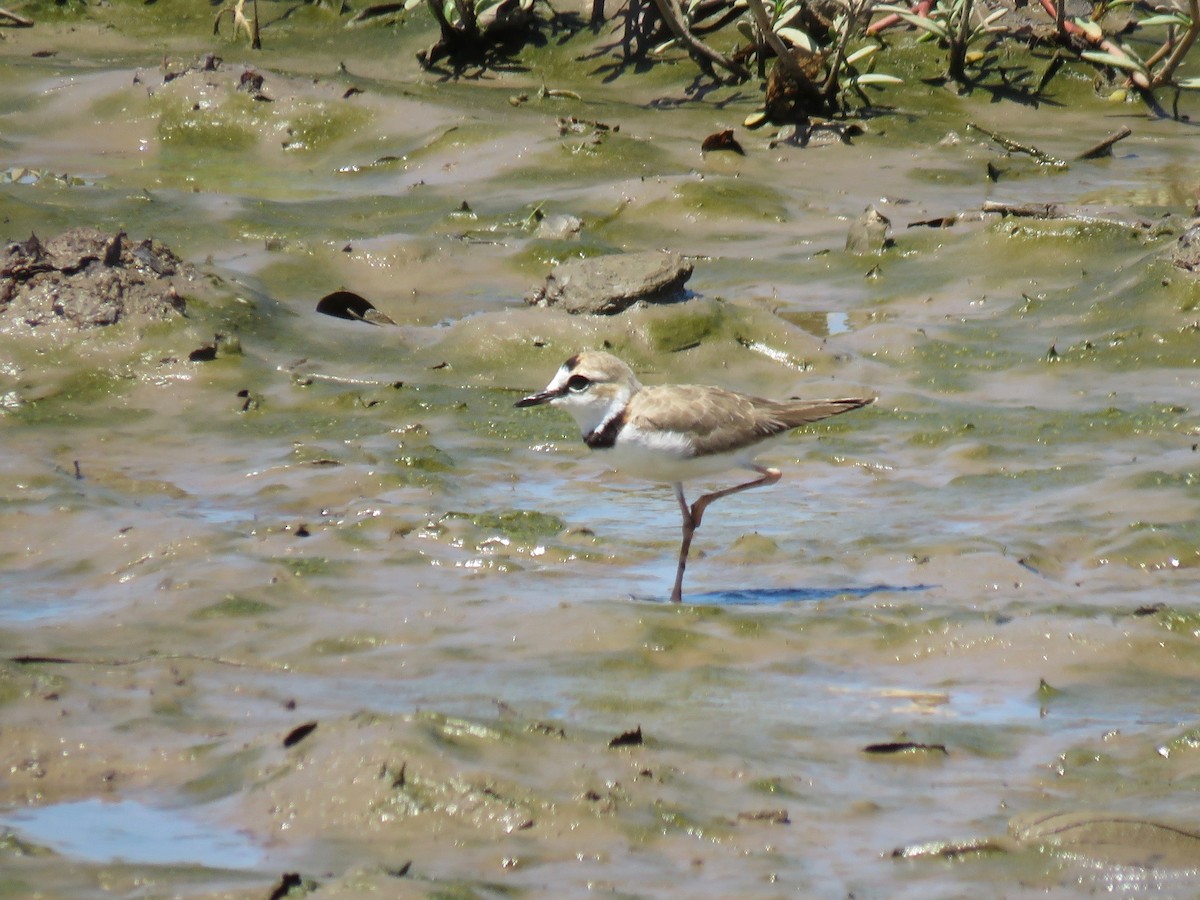 Collared Plover - ML164364981