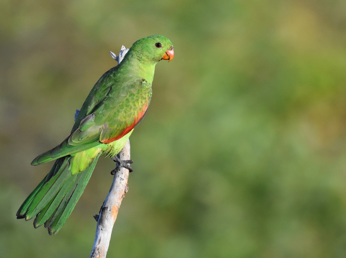 Red-winged Parrot - Jason Vassallo