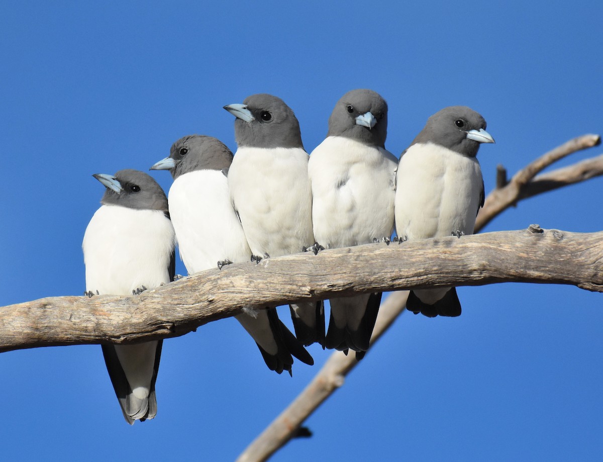 White-breasted Woodswallow - ML164365441