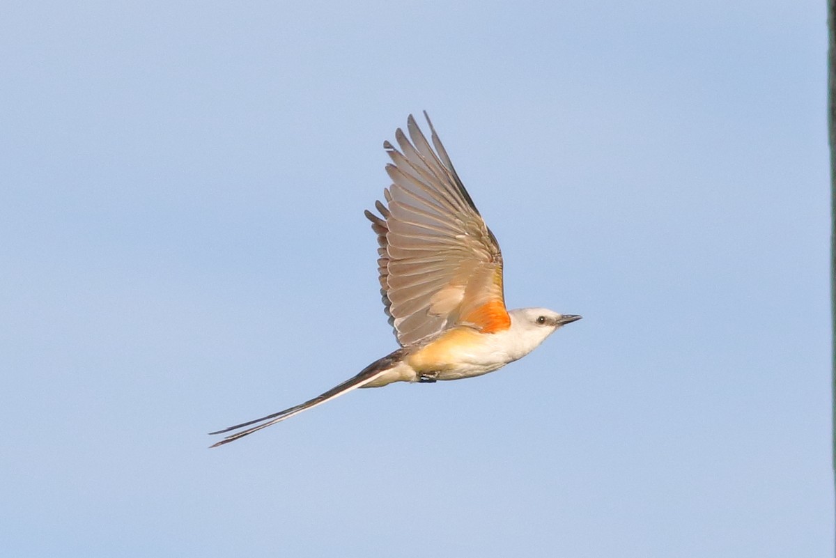 Scissor-tailed Flycatcher - Sean Williams