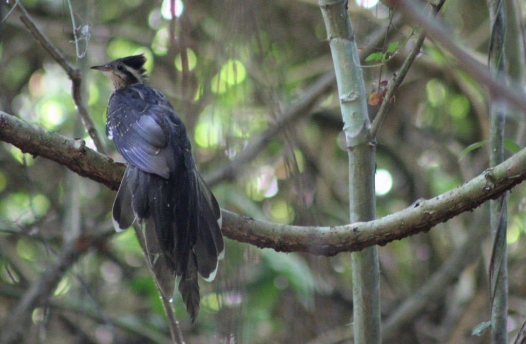 Pheasant Cuckoo - Eric Antonio Martinez