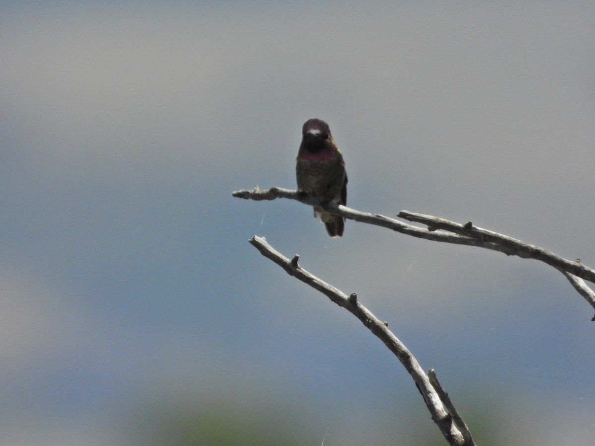 Anna's Hummingbird - ML164376881