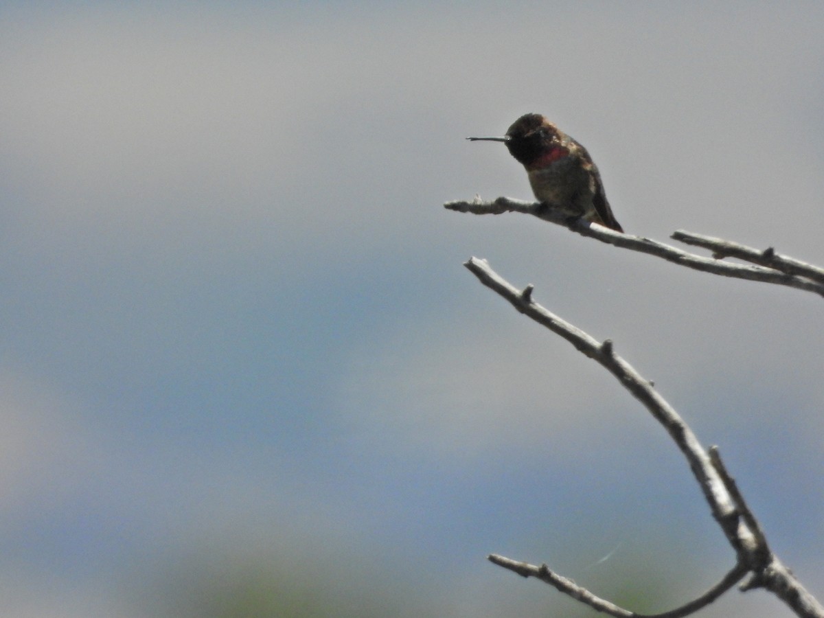 Anna's Hummingbird - ML164376901