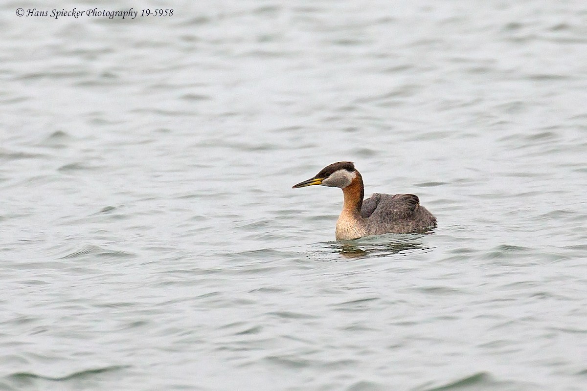 Red-necked Grebe - ML164380851