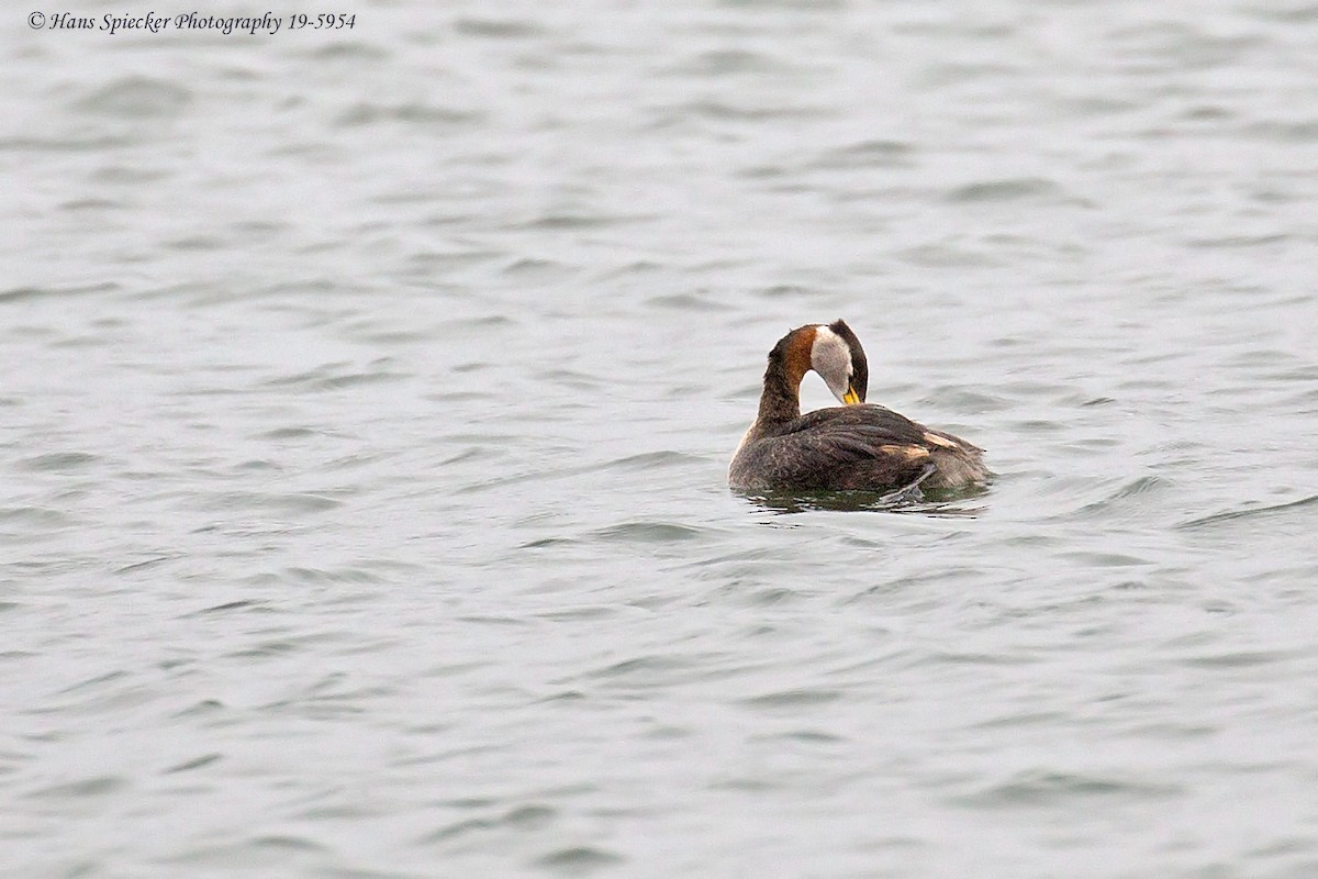 Red-necked Grebe - ML164381031