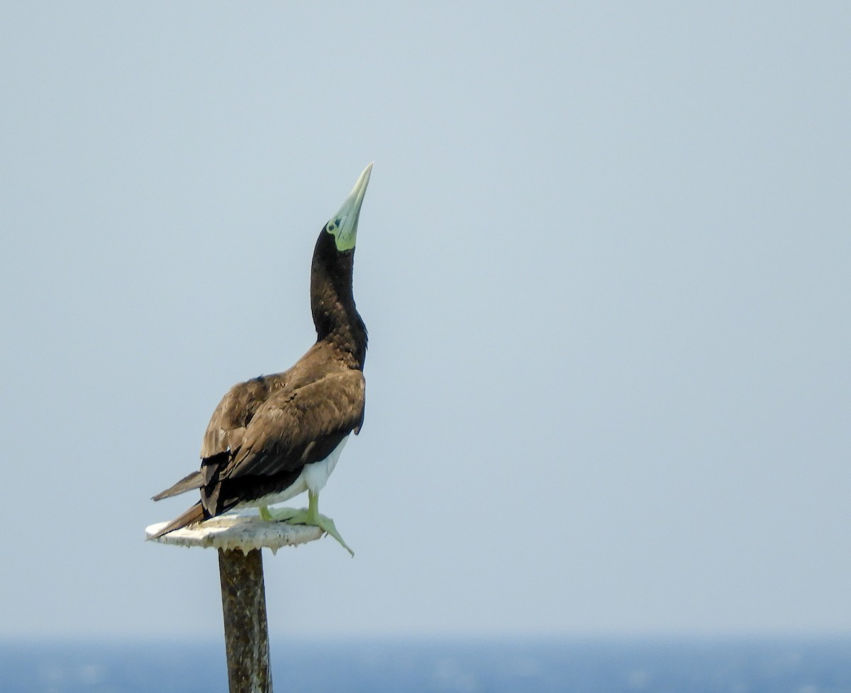 Brown Booby - ML164382821