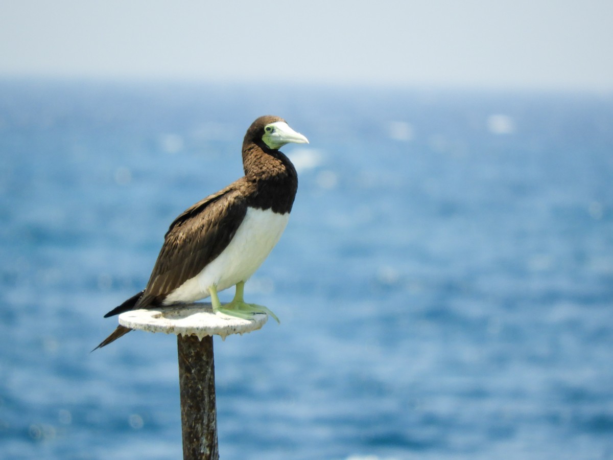 Brown Booby - ML164382871
