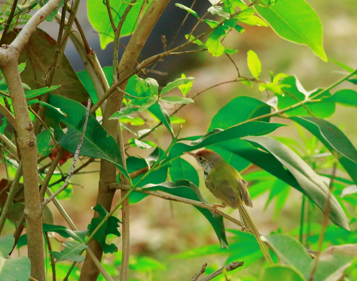 Common Tailorbird - Sudhir Herle