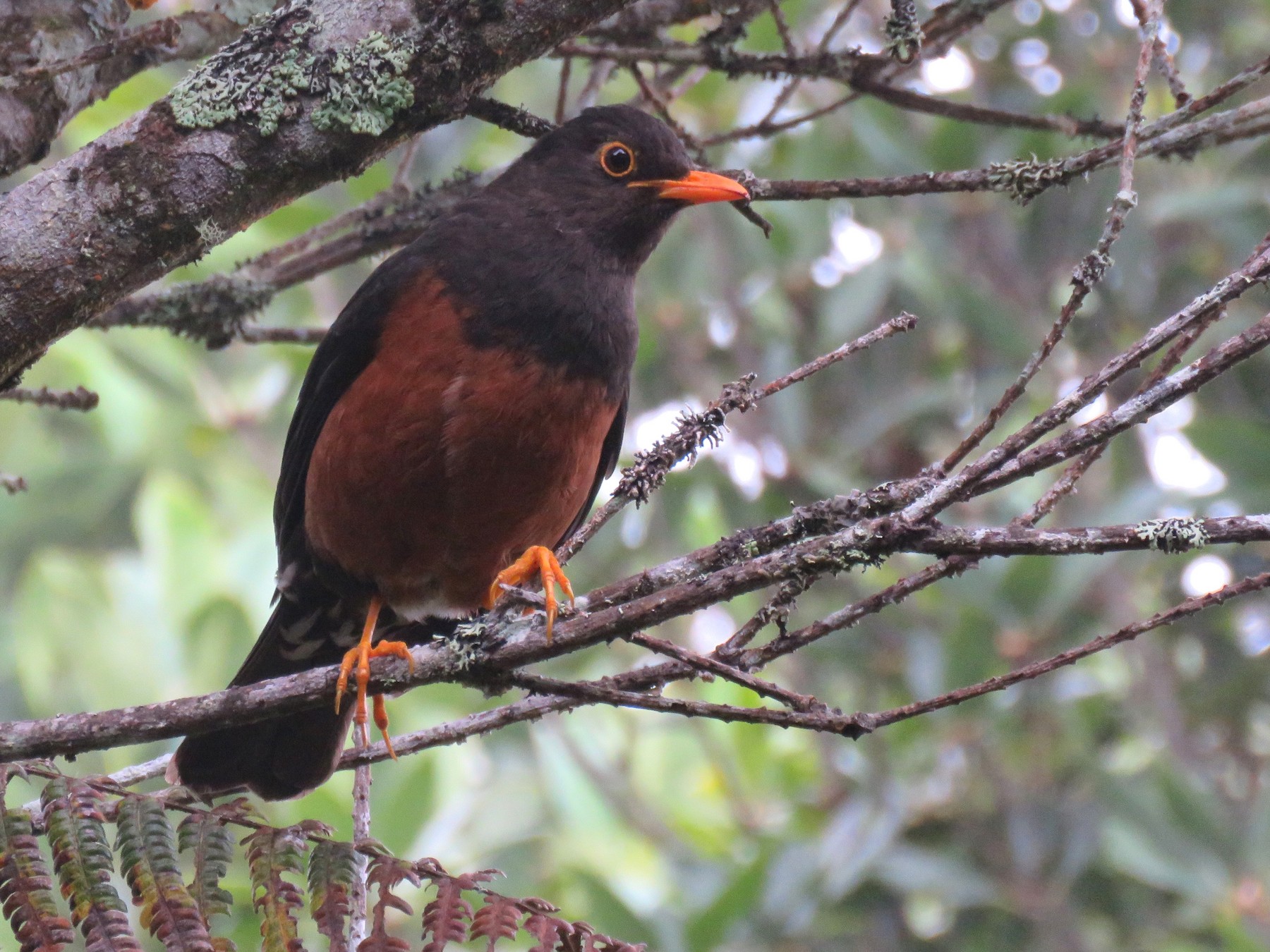 Island Thrush (Bornean) - eBird