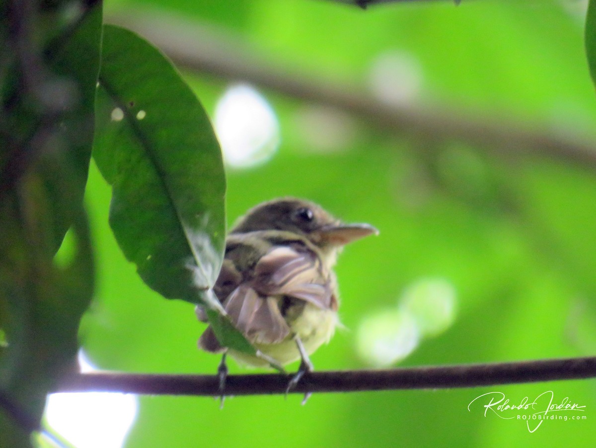 Western Olivaceous Flatbill - ML164384461
