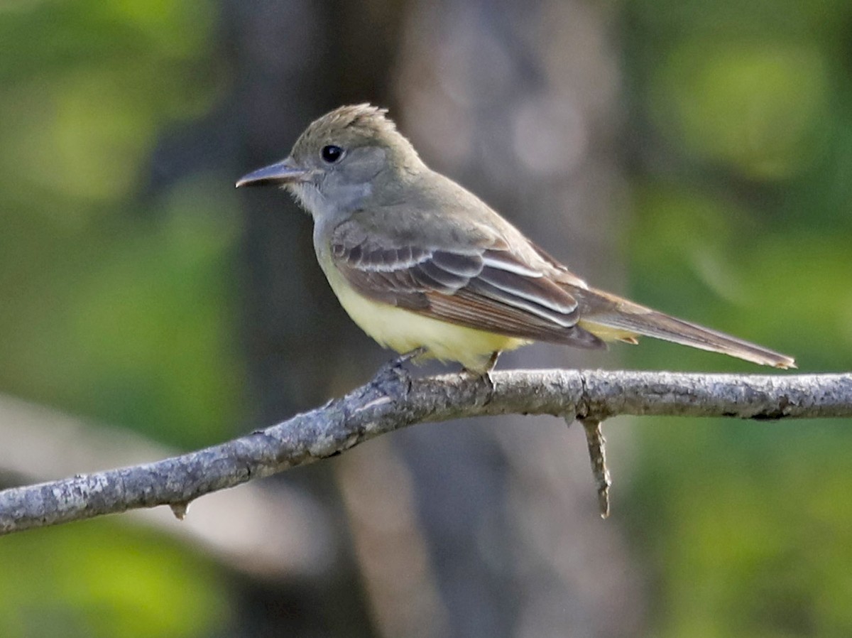 Great Crested Flycatcher - ML164389261