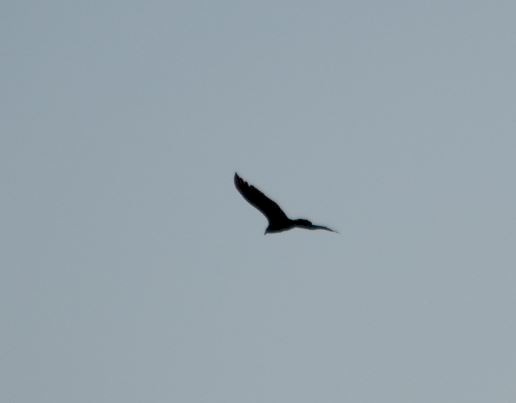 Turkey Vulture - ML164391941