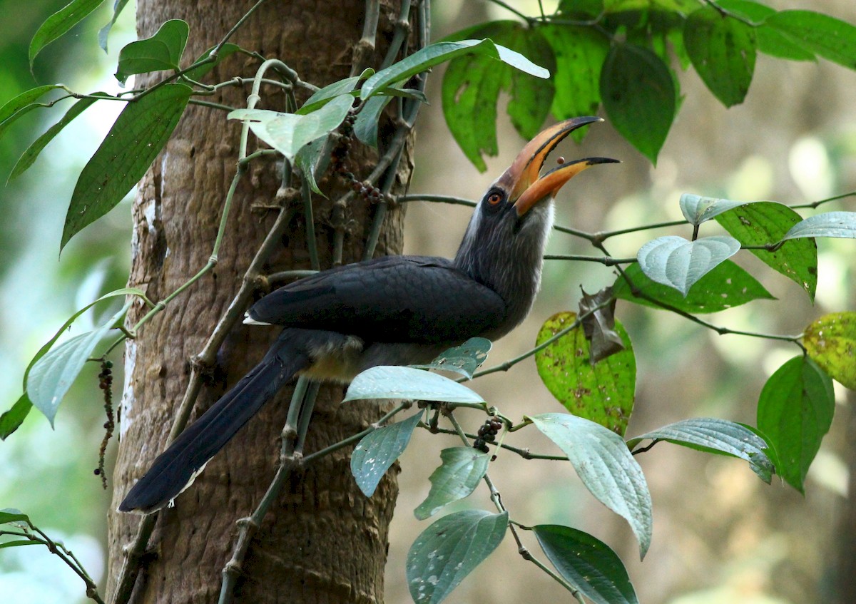 Malabar Gray Hornbill - Sudhir Herle