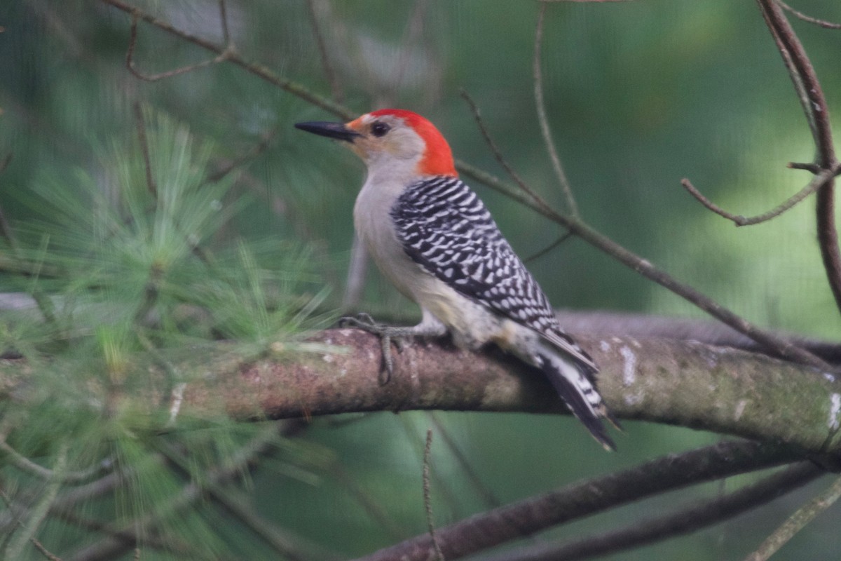 Red-bellied Woodpecker - ML164394071