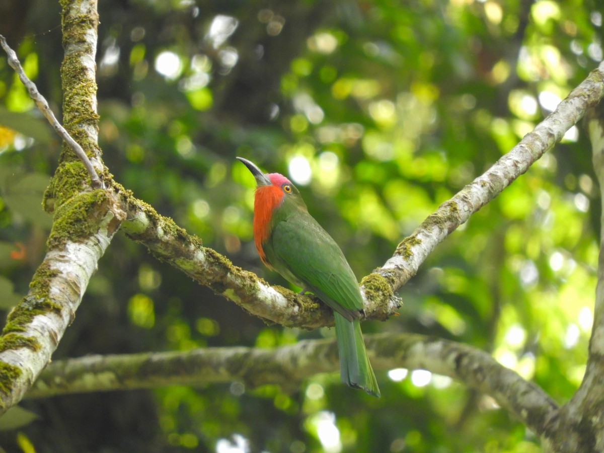 Red-bearded Bee-eater - Oliver Tan