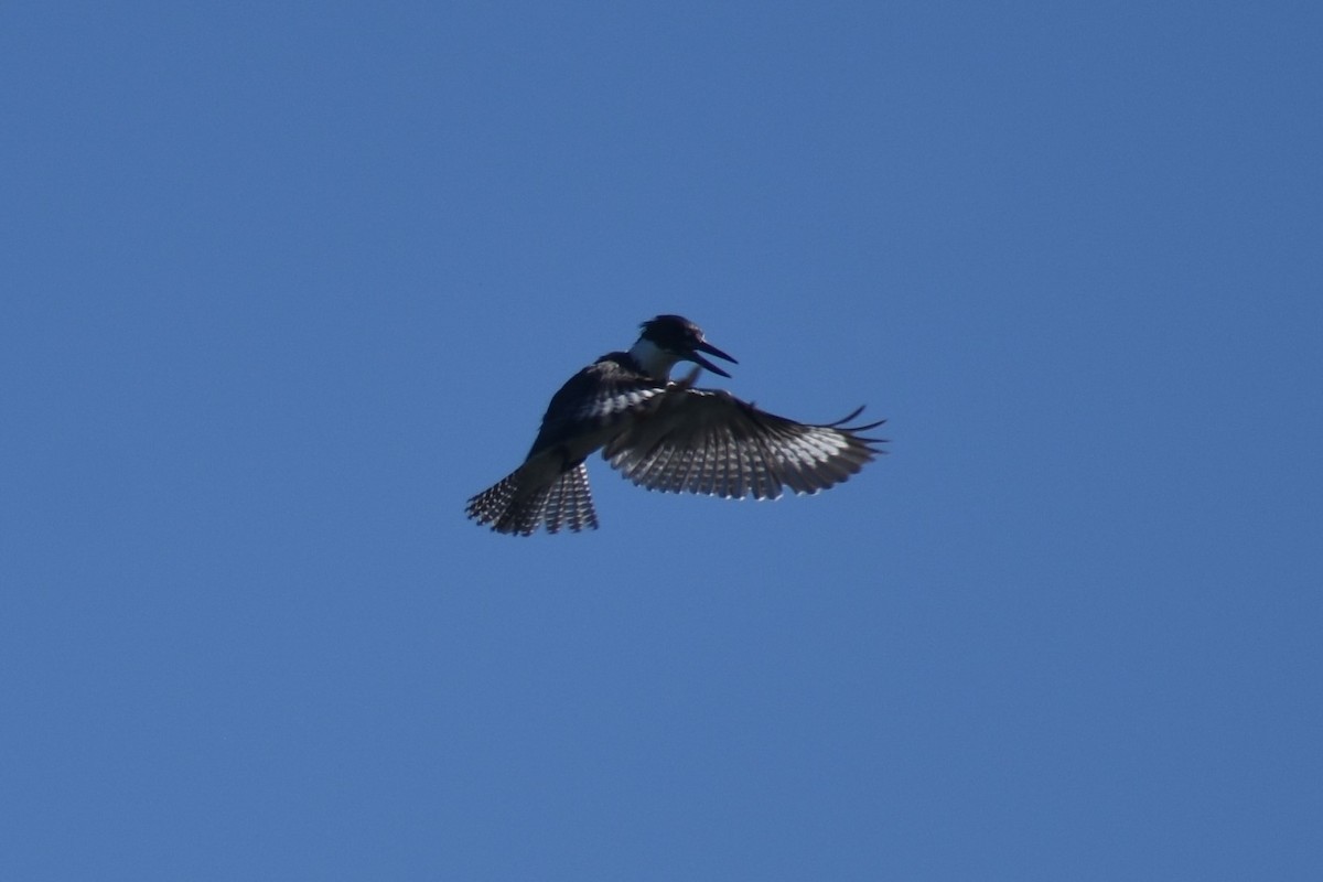 Belted Kingfisher - ML164406431