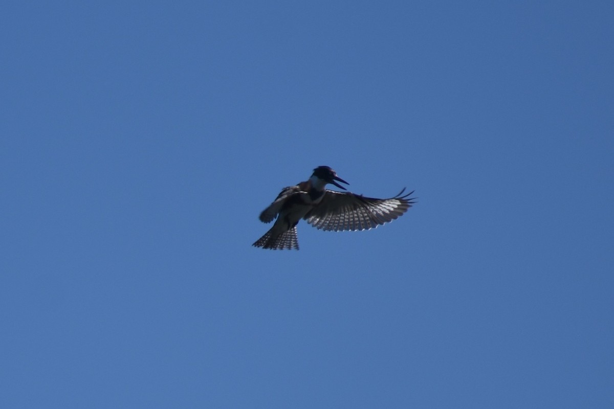 Belted Kingfisher - ML164406461