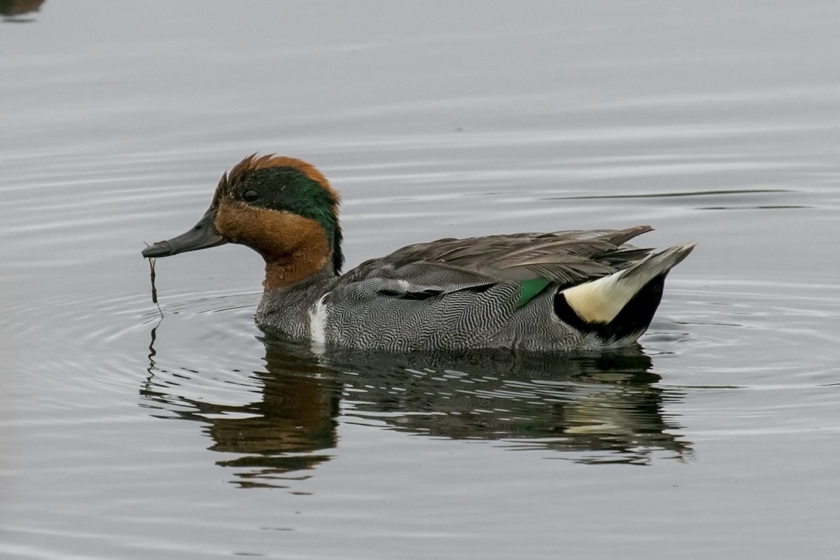 Green-winged Teal - Janet Hill