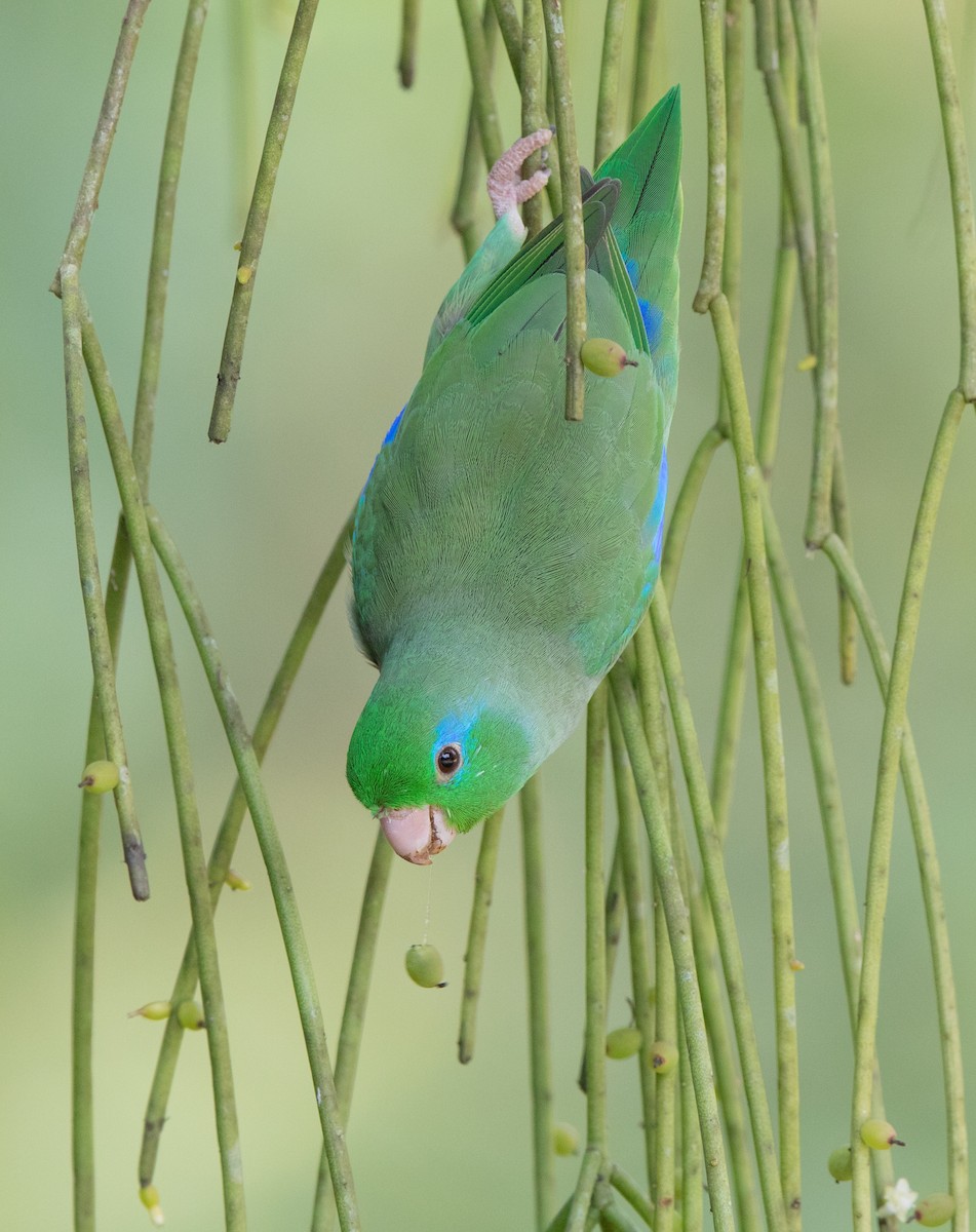 Spectacled Parrotlet - ML164414681