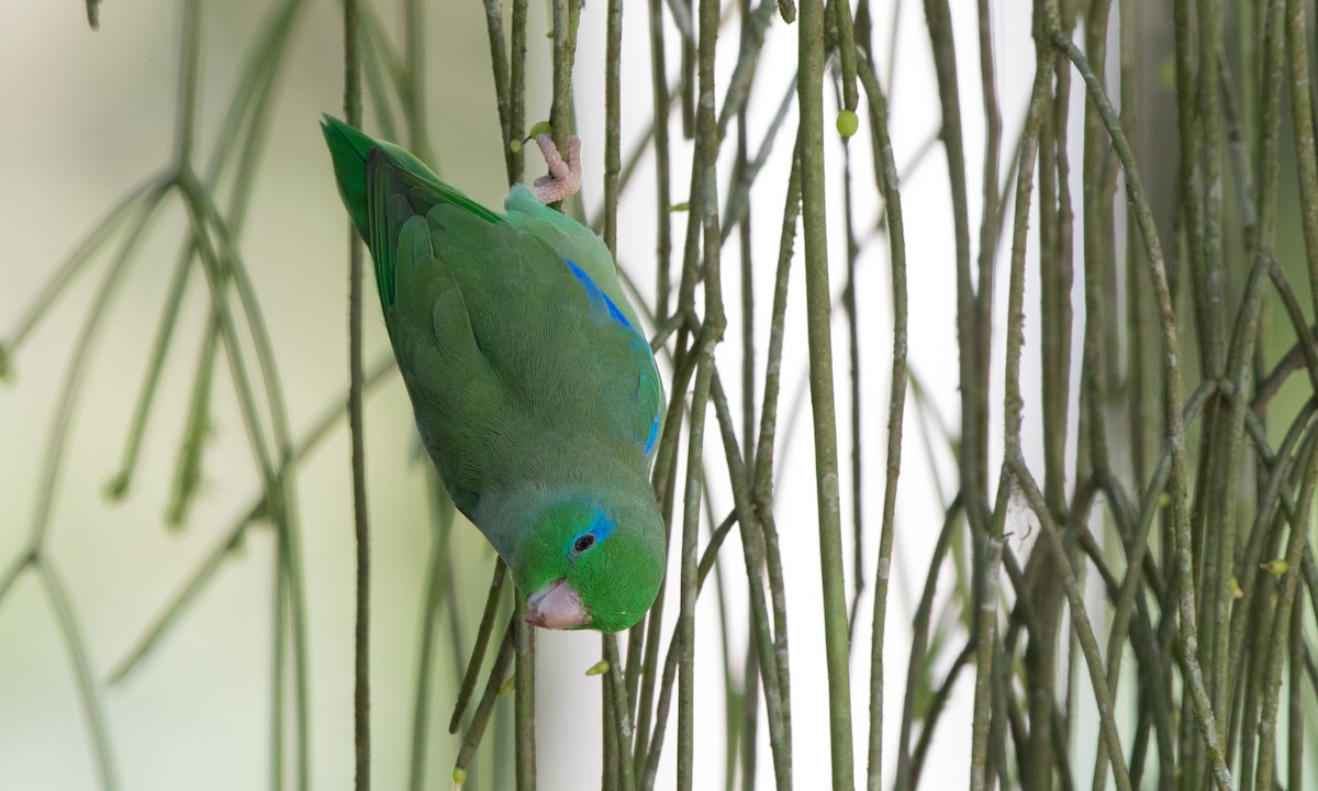 Spectacled Parrotlet - ML164414701