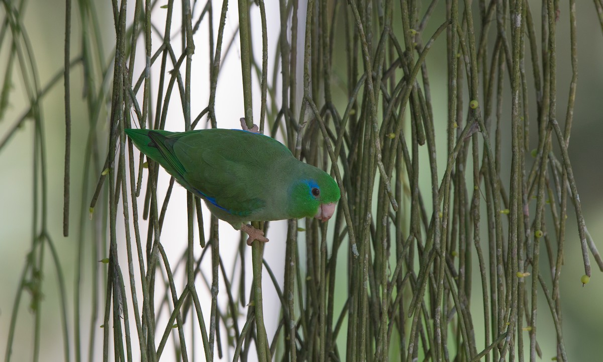 Spectacled Parrotlet - ML164414711