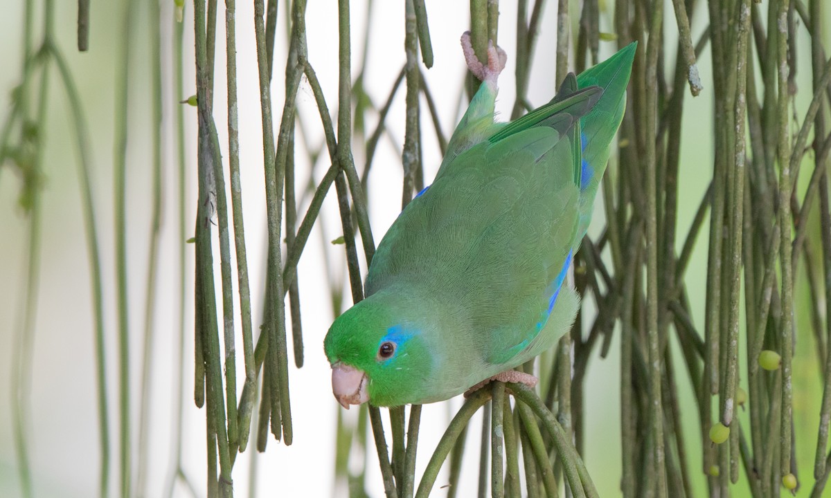 Spectacled Parrotlet - ML164414721
