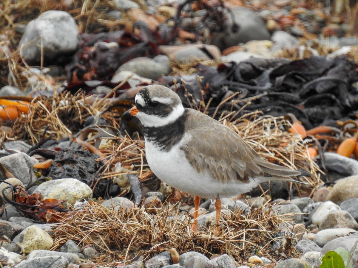 Common Ringed Plover - ML164420231