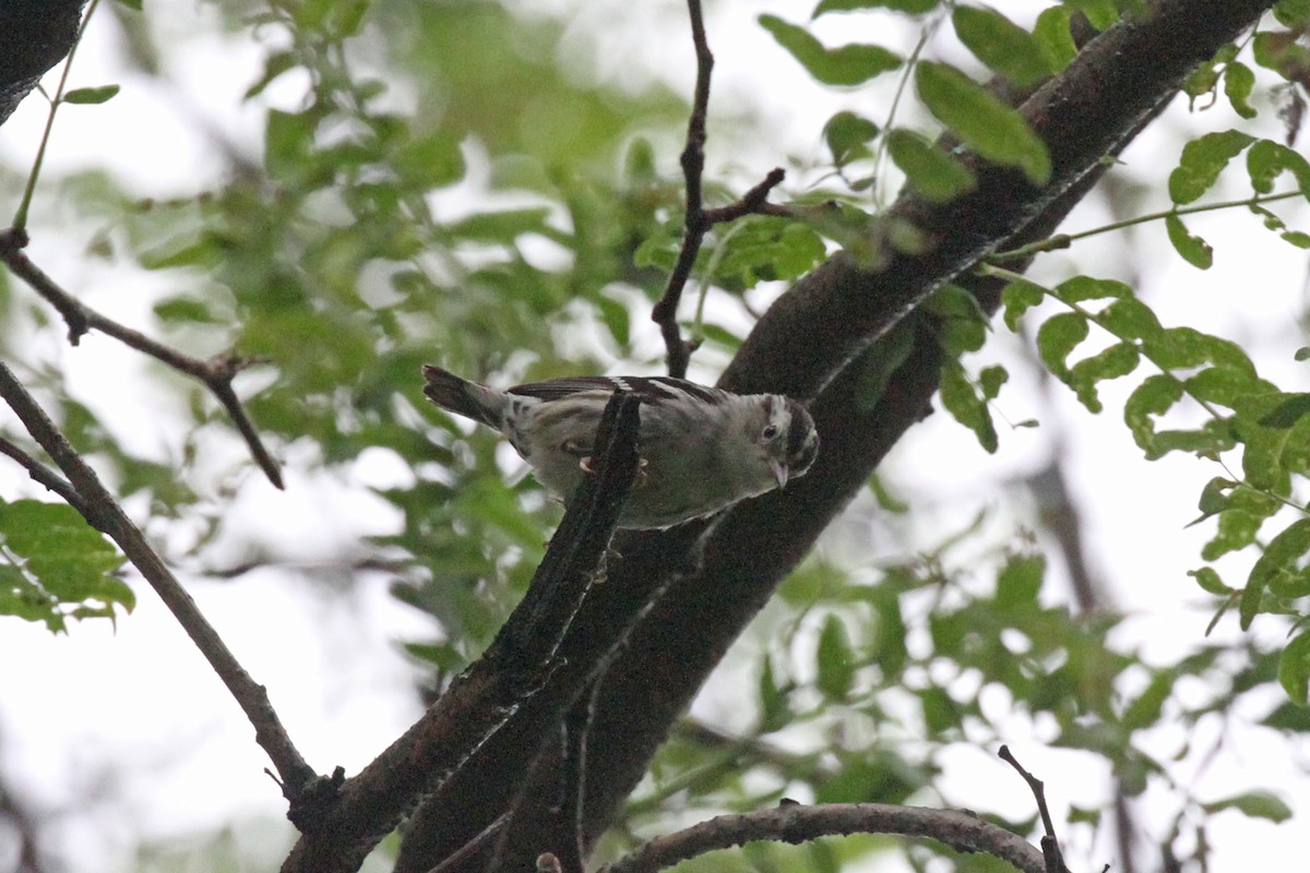 Black-and-white Warbler - ML164421221