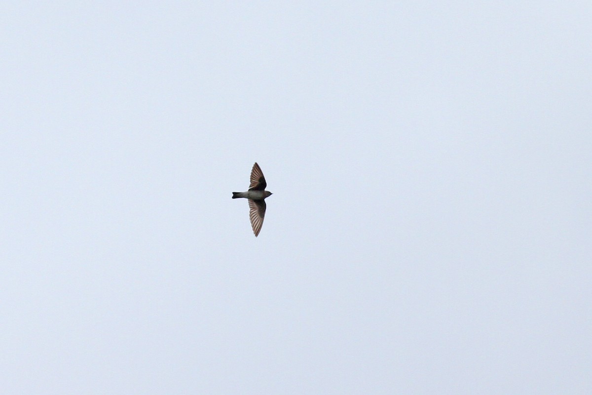 Northern Rough-winged Swallow - Geoffrey A. Williamson