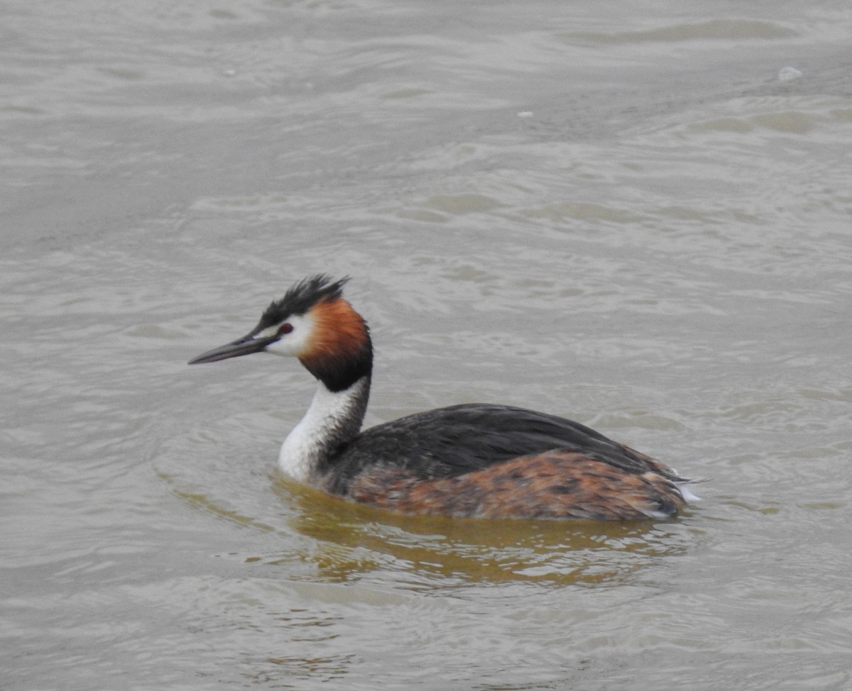 Great Crested Grebe - Colin Leslie