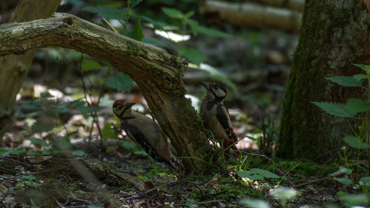 Great Spotted Woodpecker - Huseyin Keles
