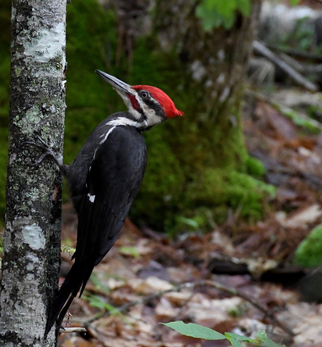 Pileated Woodpecker - ML164431081