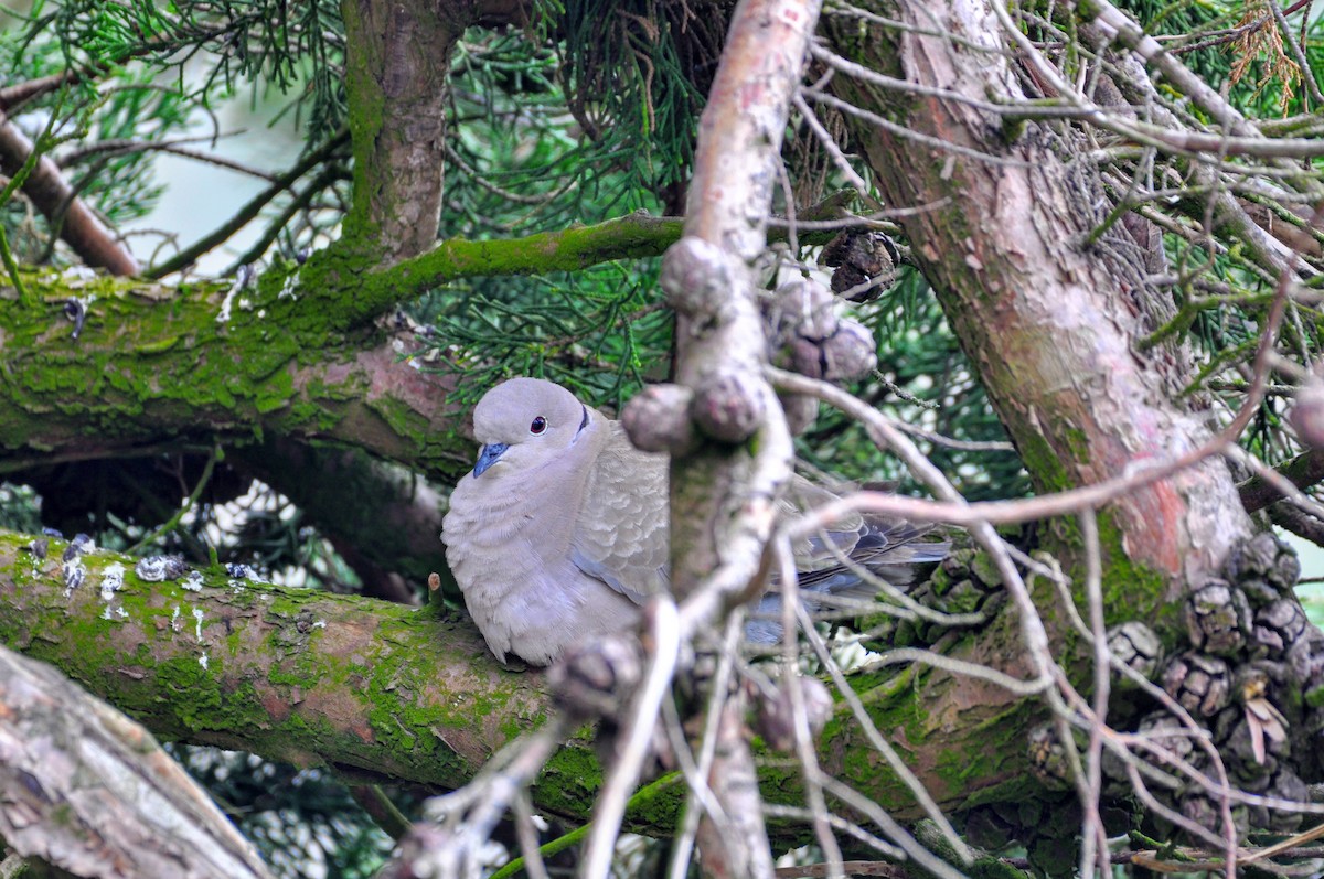 Eurasian Collared-Dove - Farallon Island