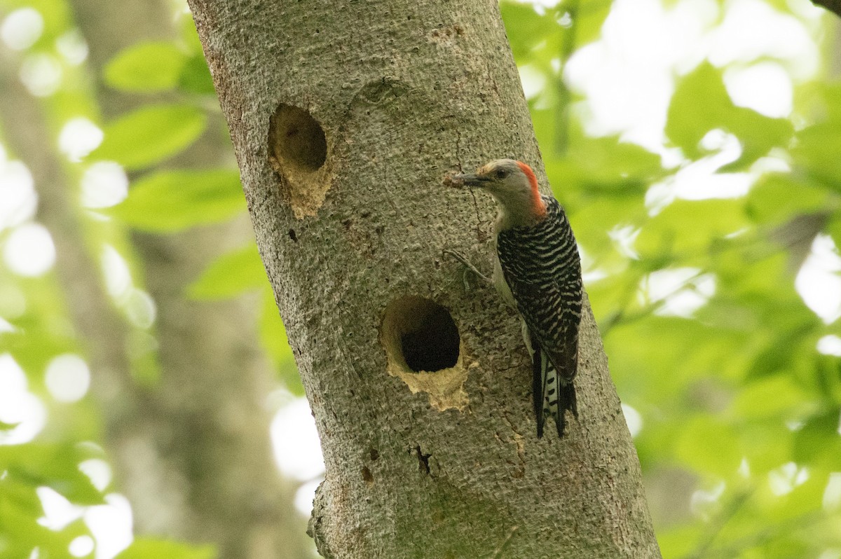 Red-bellied Woodpecker - Matthew Skalla