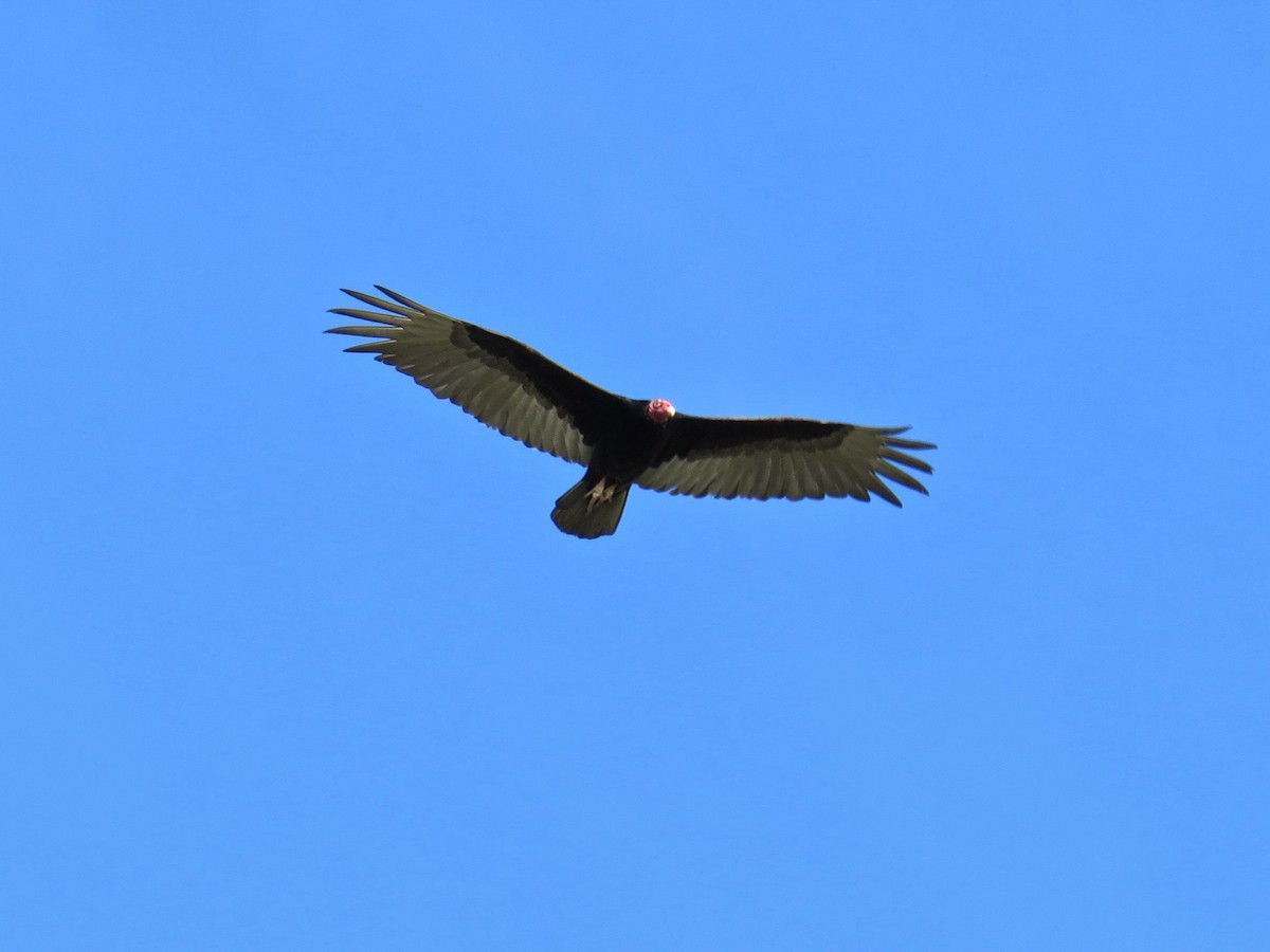 Turkey Vulture - ML164441051