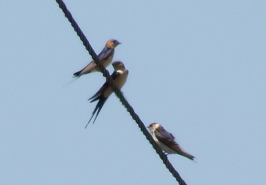 Red-rumped Swallow - ML164446261