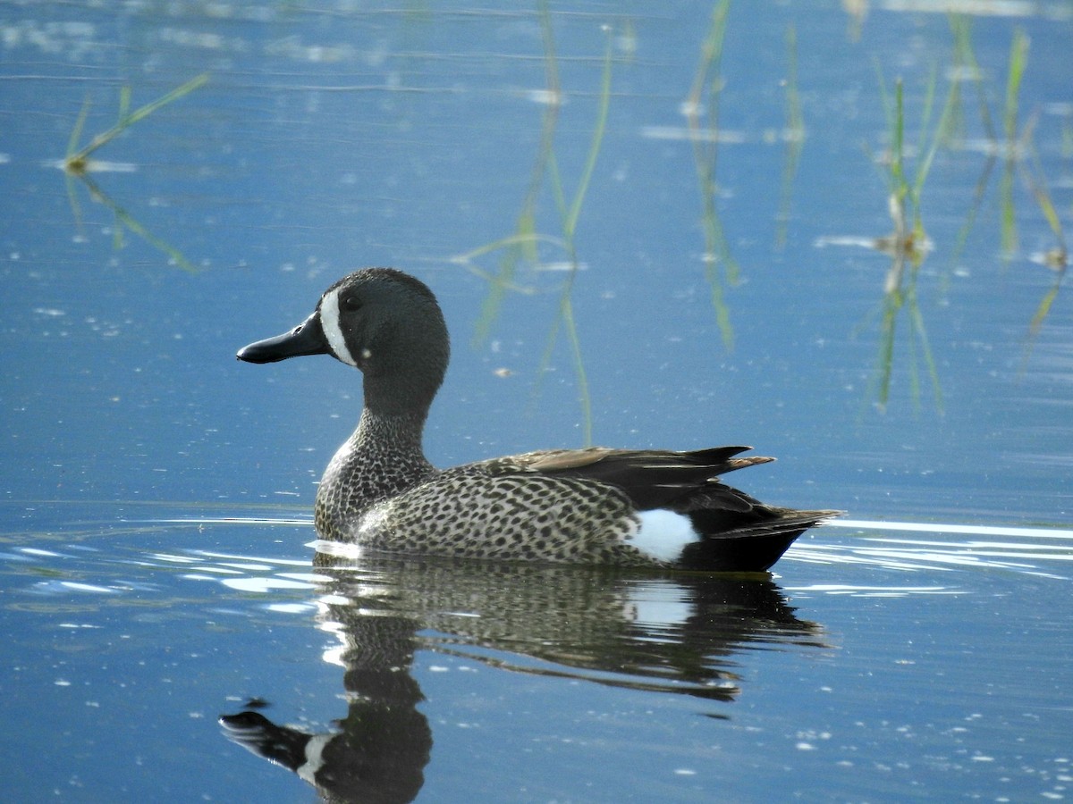 Blue-winged Teal - ML164448701