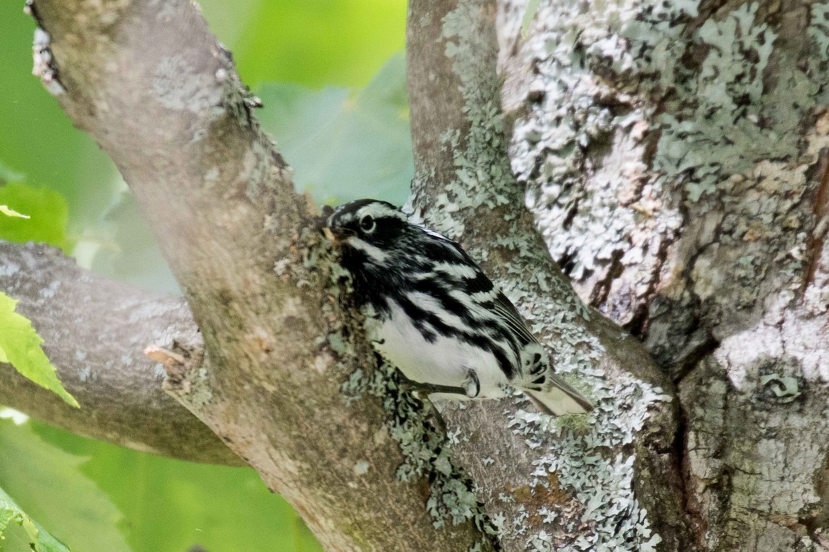 Black-and-white Warbler - ML164449221