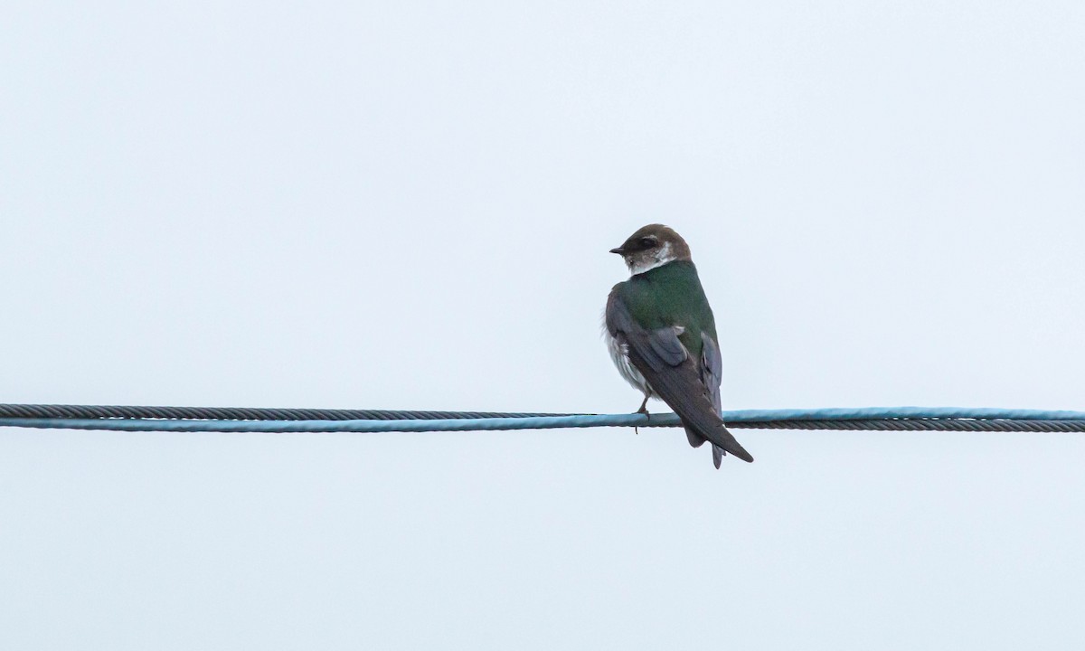 Violet-green Swallow - Paul Fenwick